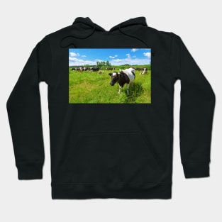 A herd of Holstein Friesian cows grazing on a pasture under blue cloudy sky Hoodie